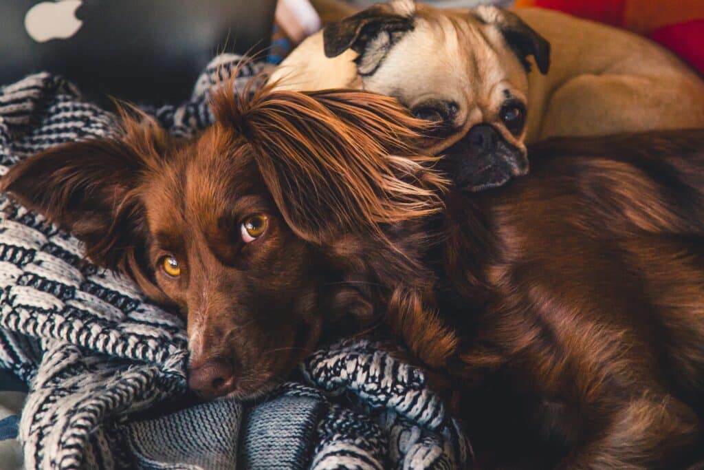 Los dueños de perros tendrán que adquirir obligatoriamente un seguro de responsabilidad civil por daños a terceros y tendrán que superar un curso obligatorio de conocimientos básicos acerca de la crianza y el mantenimiento del animal que podrá formalizarse bien online bien en la consulta del veterinario. 